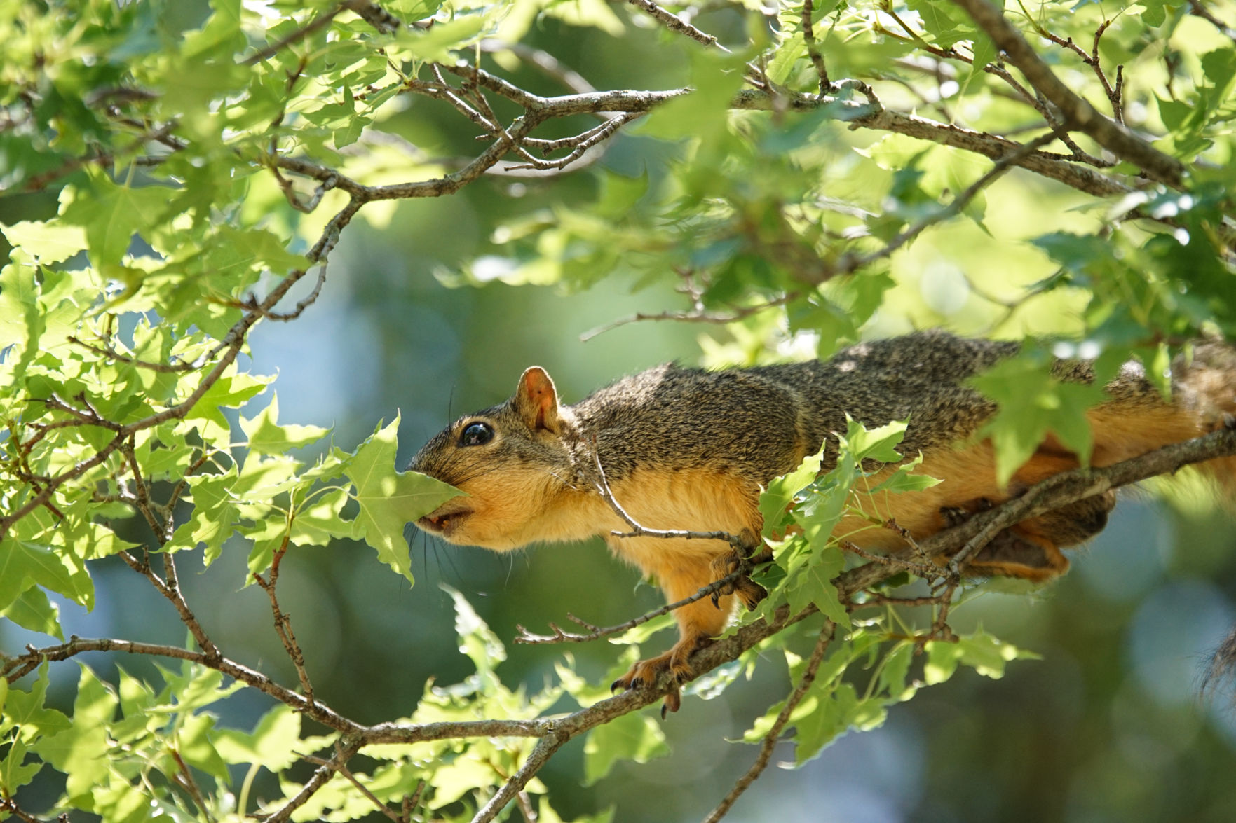 Squirrel
